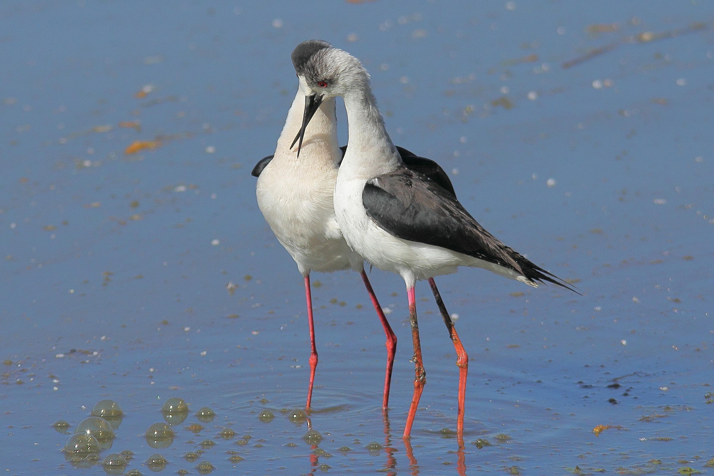 Knights of Italy Effusions