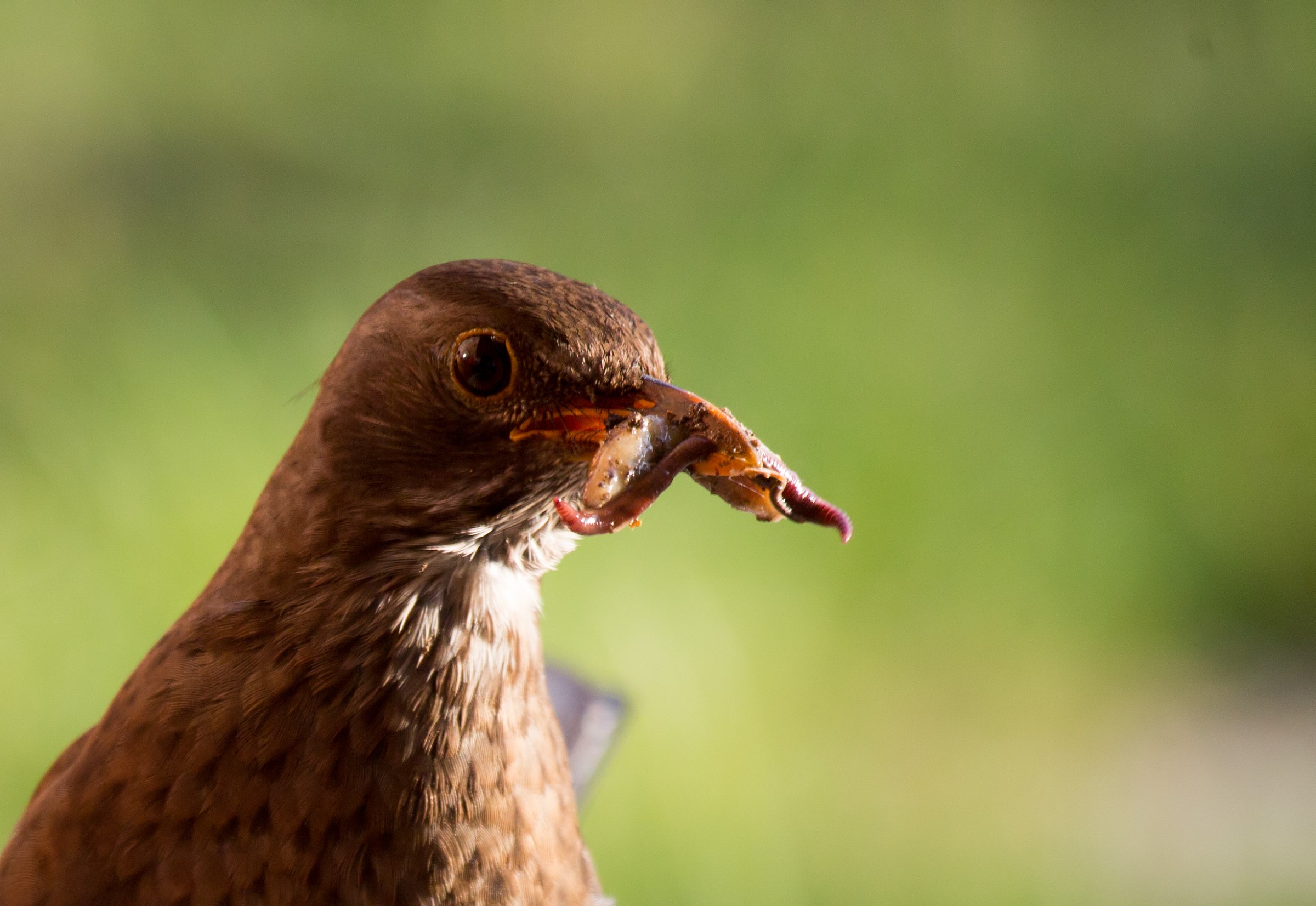 Un lauto pasto per il mio piccolo