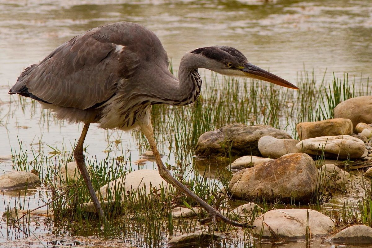 Aiorone Cenerino:Guardingo