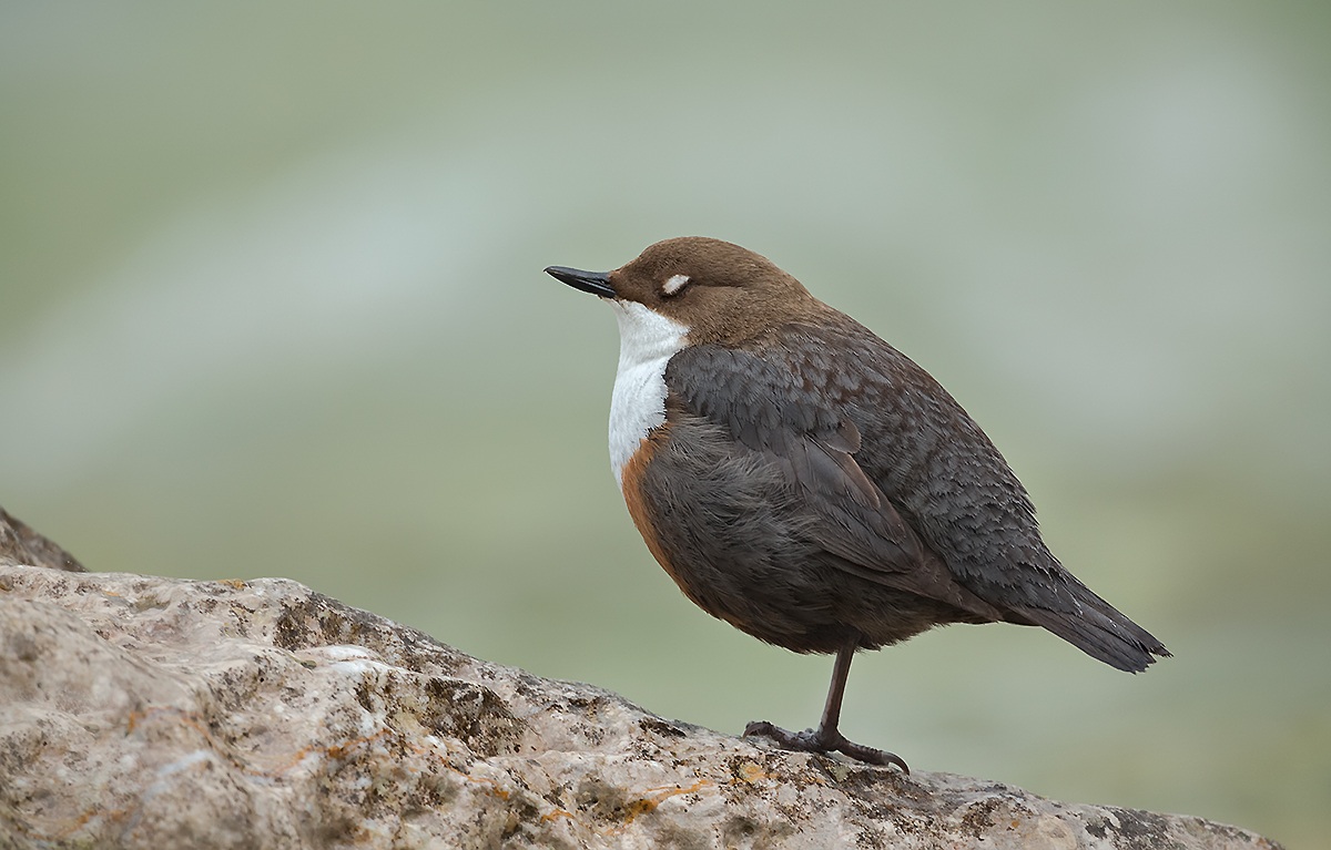 L'Acquaiolo si riposa