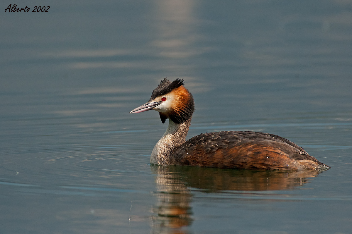 Great Crested Grebe