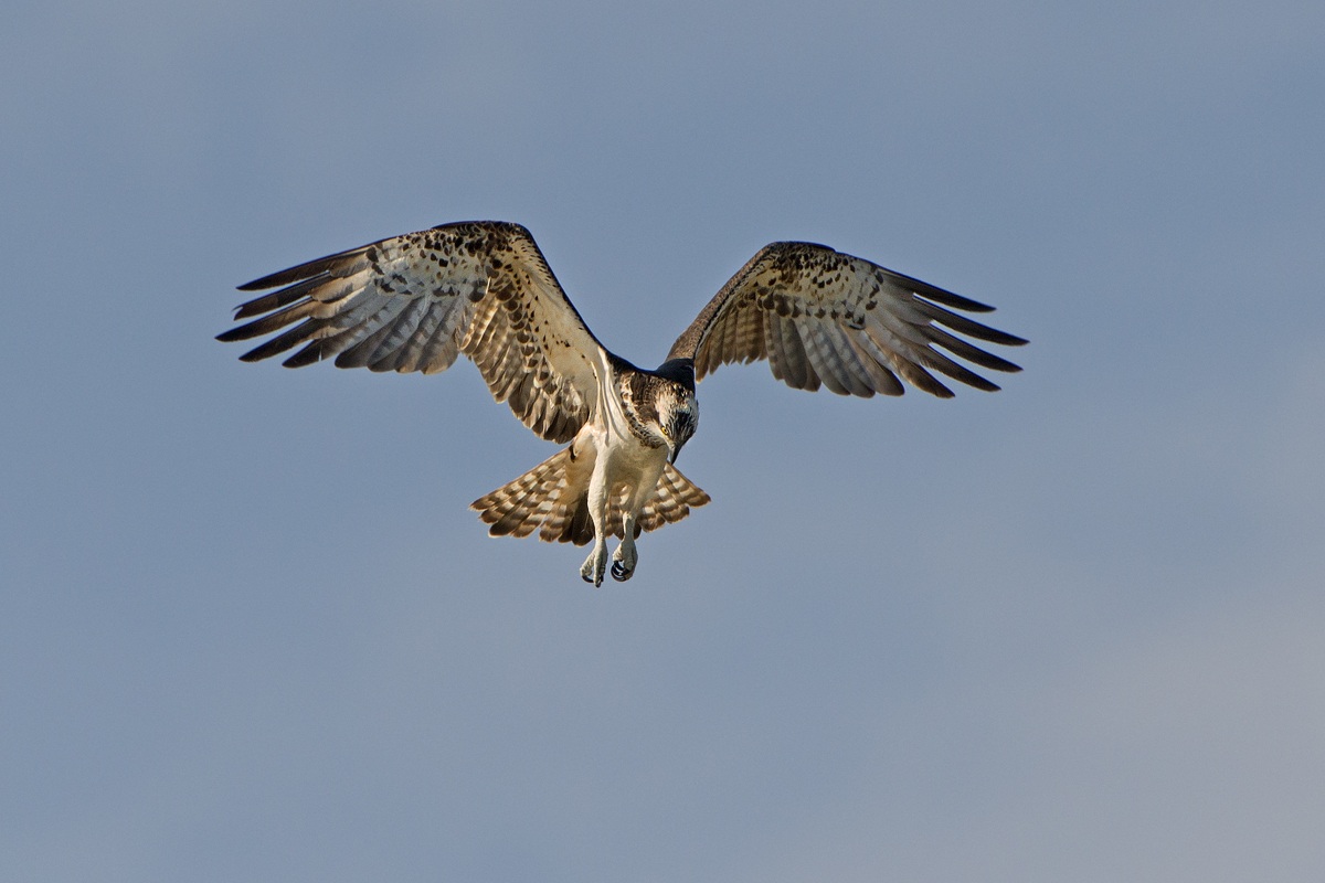 pandion in the Holy Spirit ... the Cona!