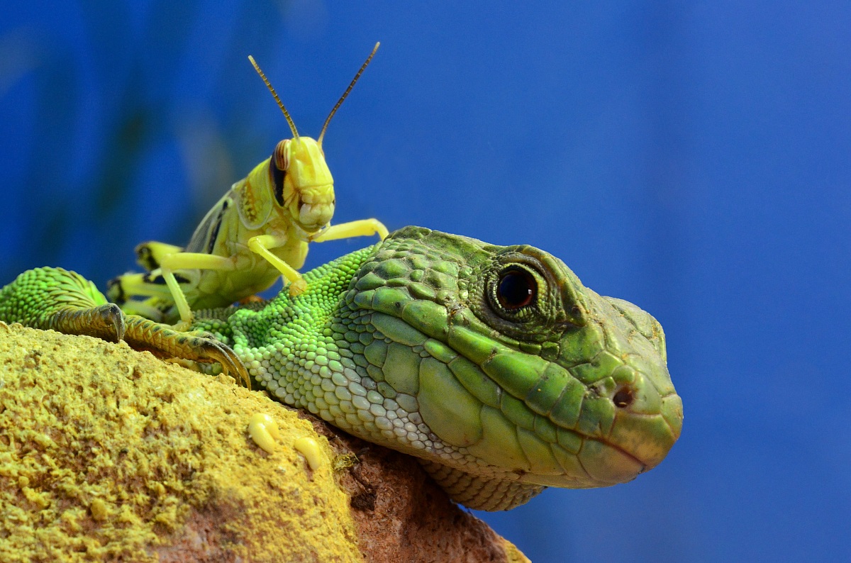 Lizard with prey on his back