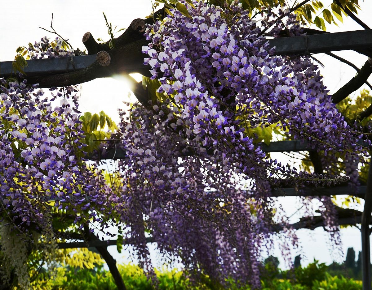 Windy wisteria