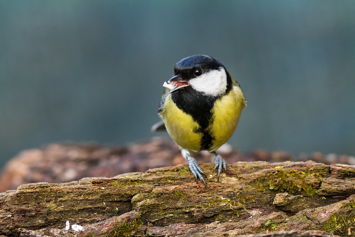 Great Tit
