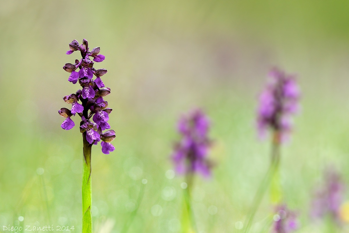 Anacamptis Morio