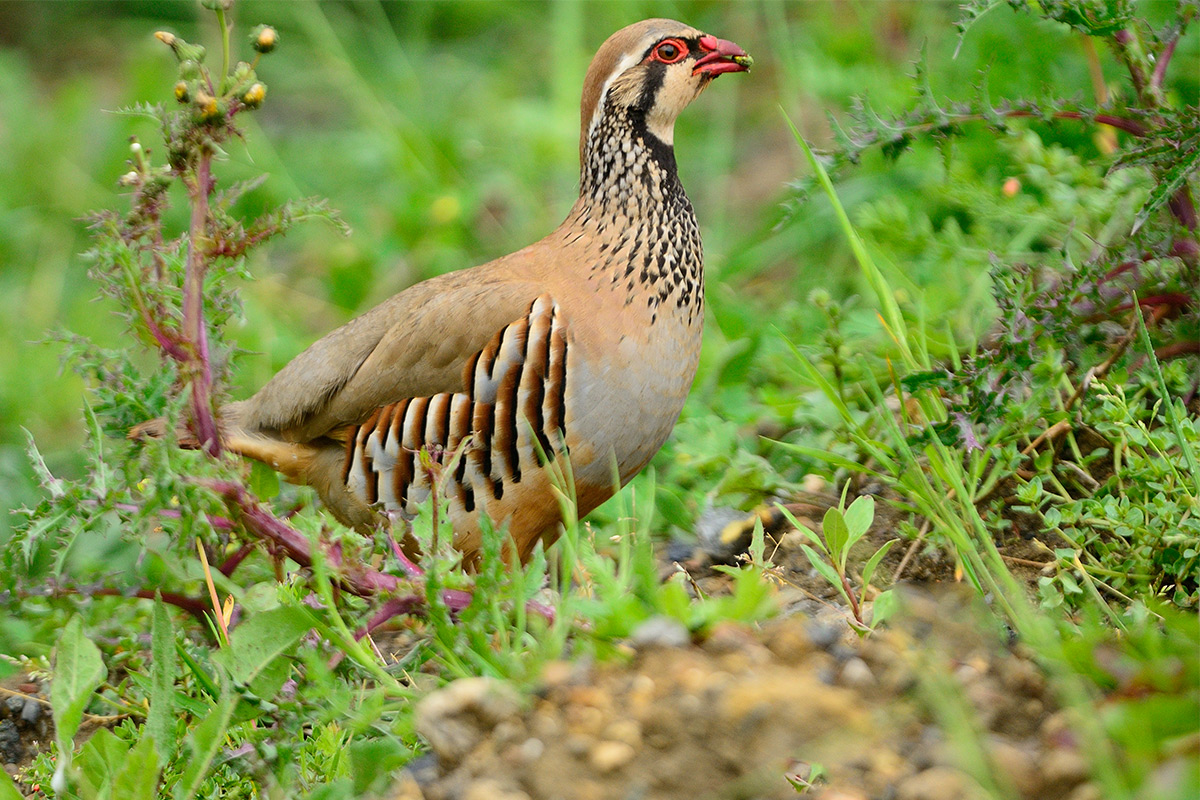 red-legged partridge