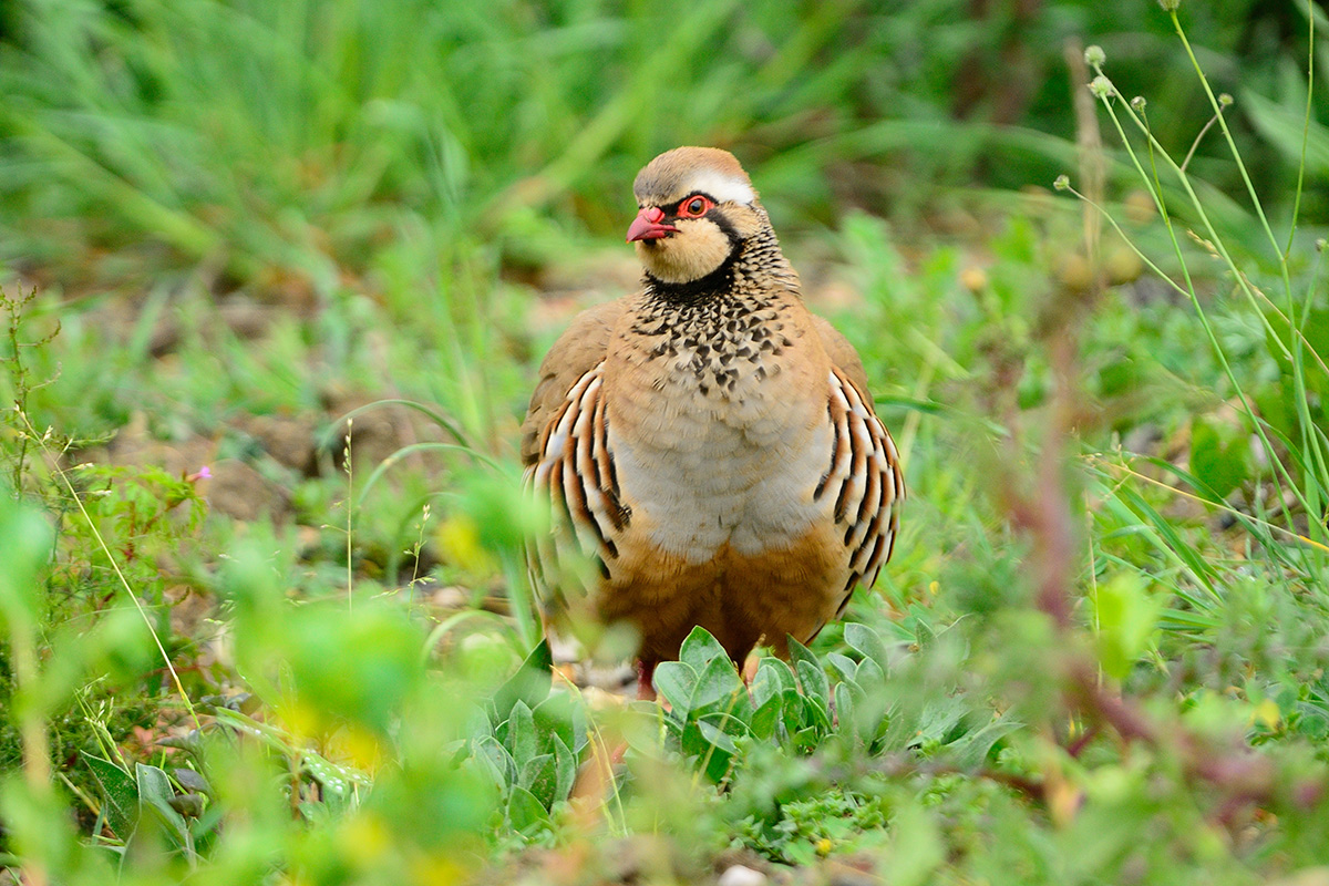 red-legged partridge