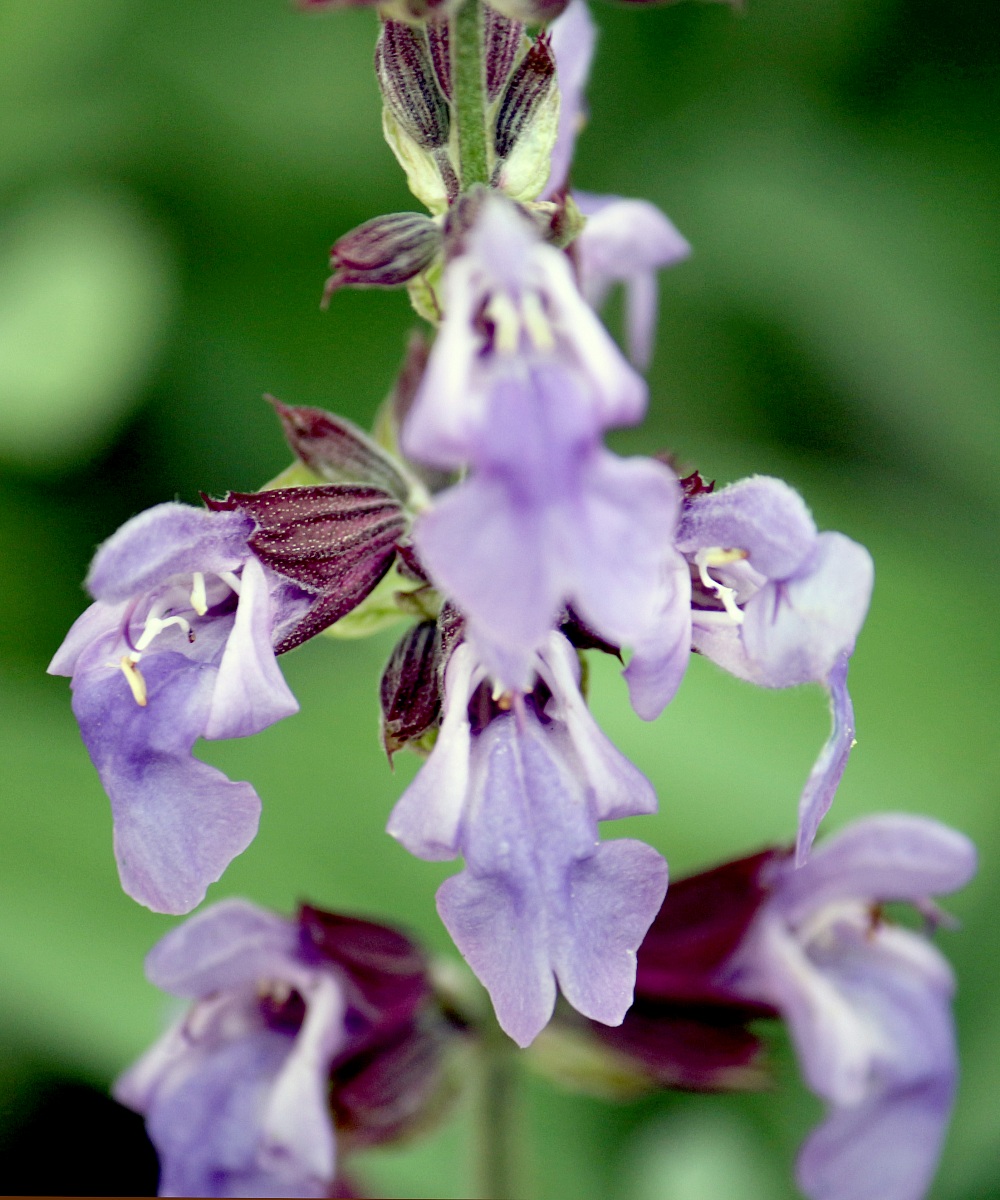 orchidee di salvia