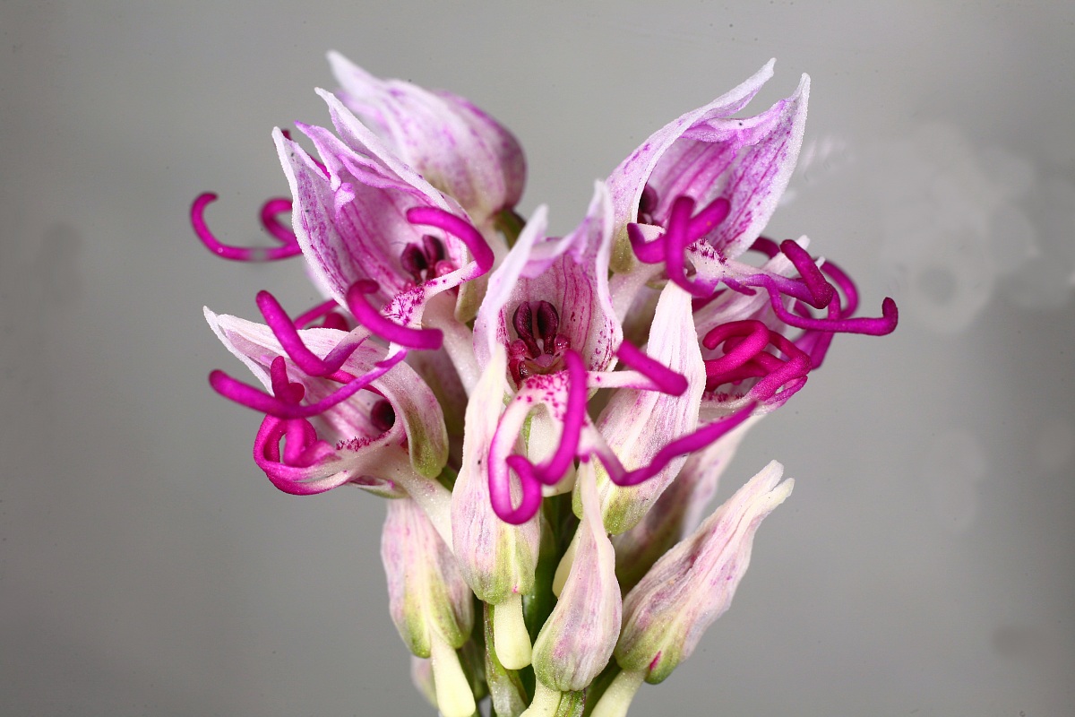Orchis Simia