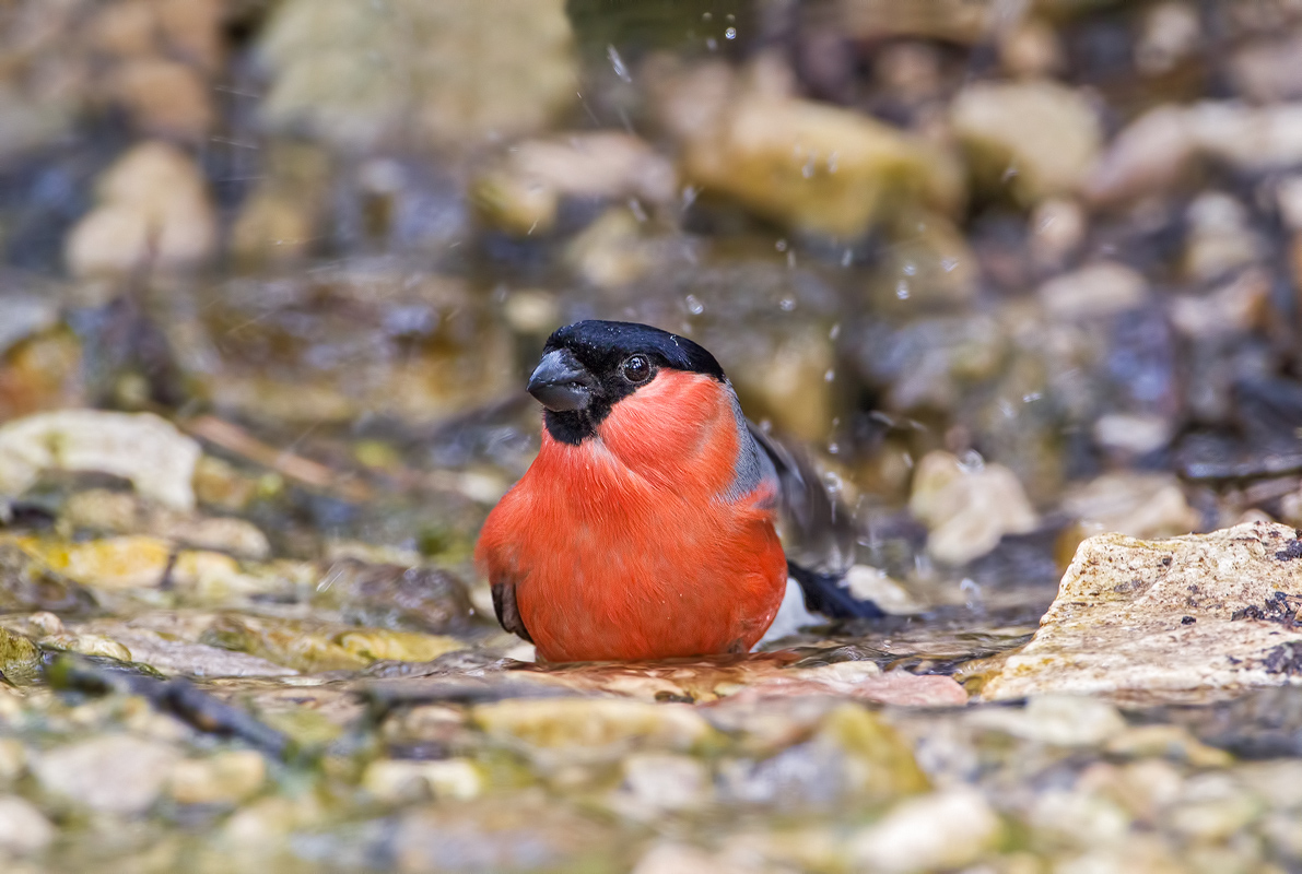 Bullfinch