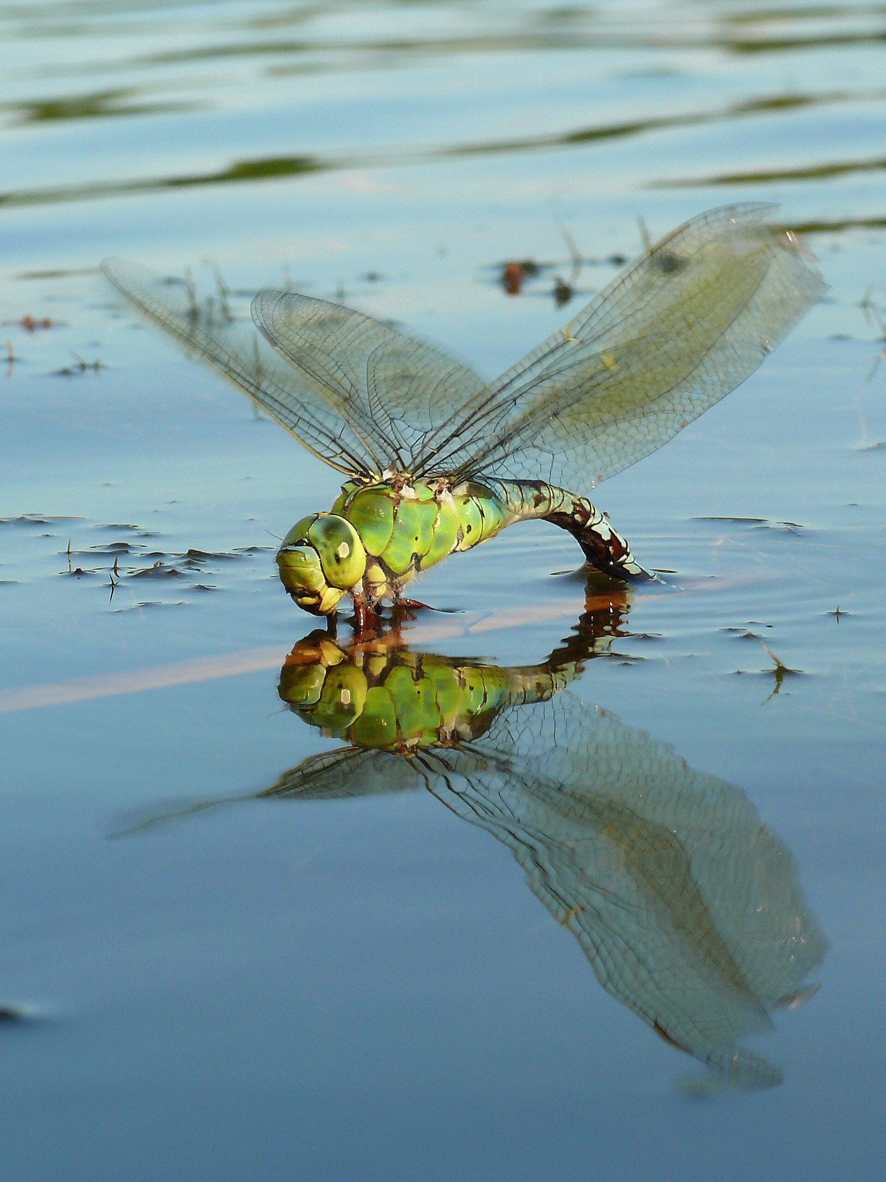 Anax imperator