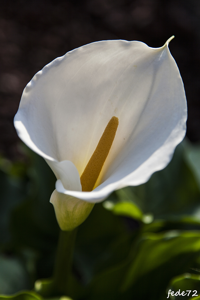 Calla