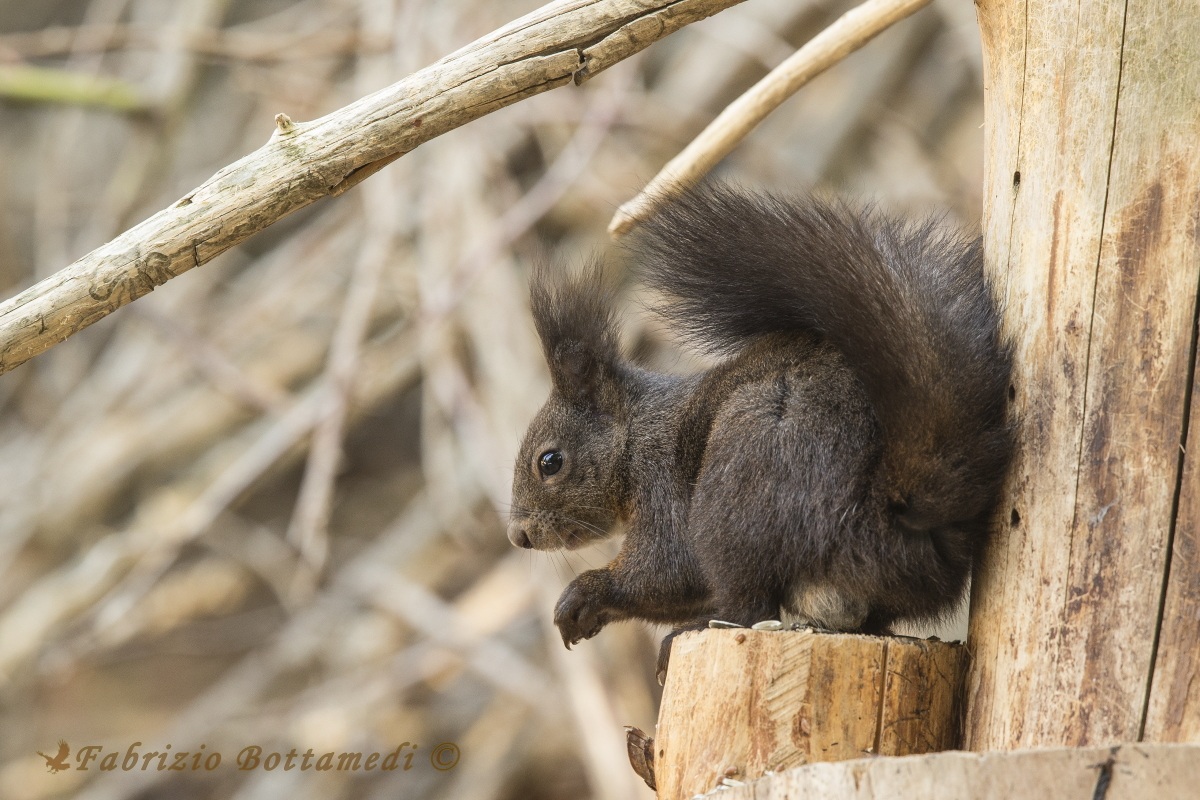 Scoiattolo