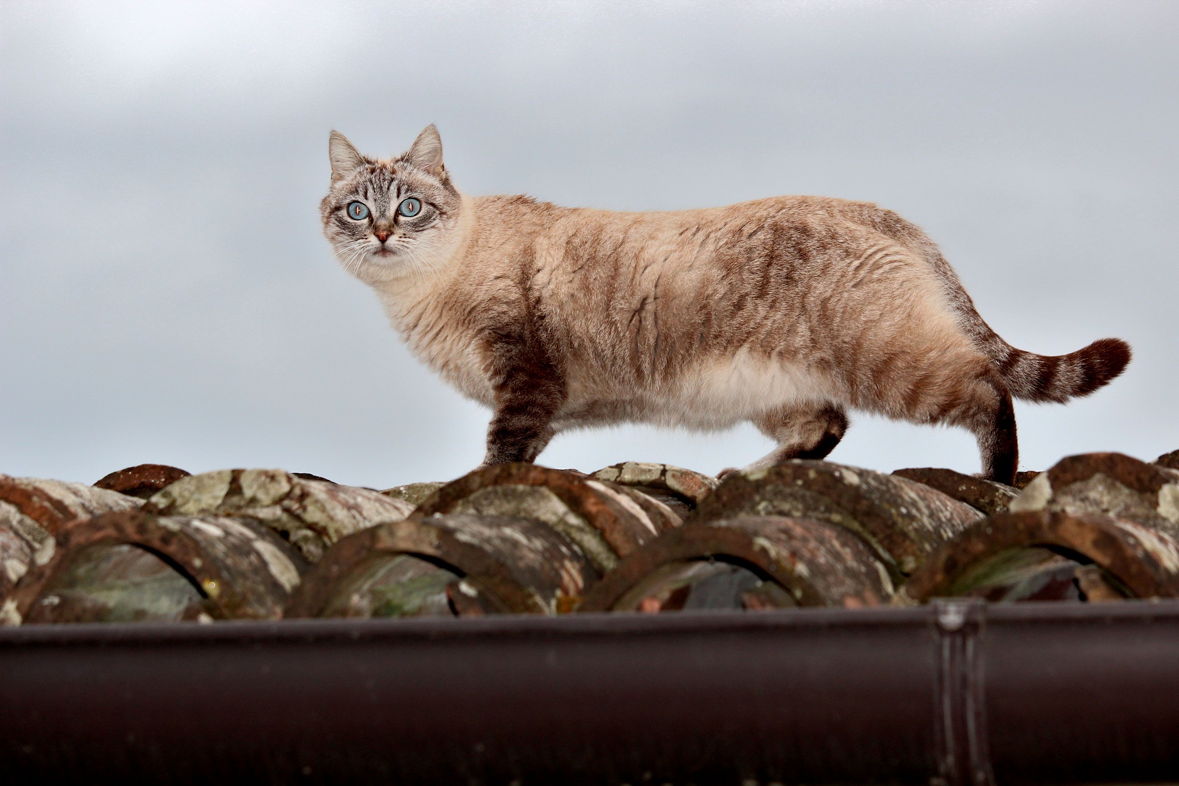 Cat on a Hot Tin Roof