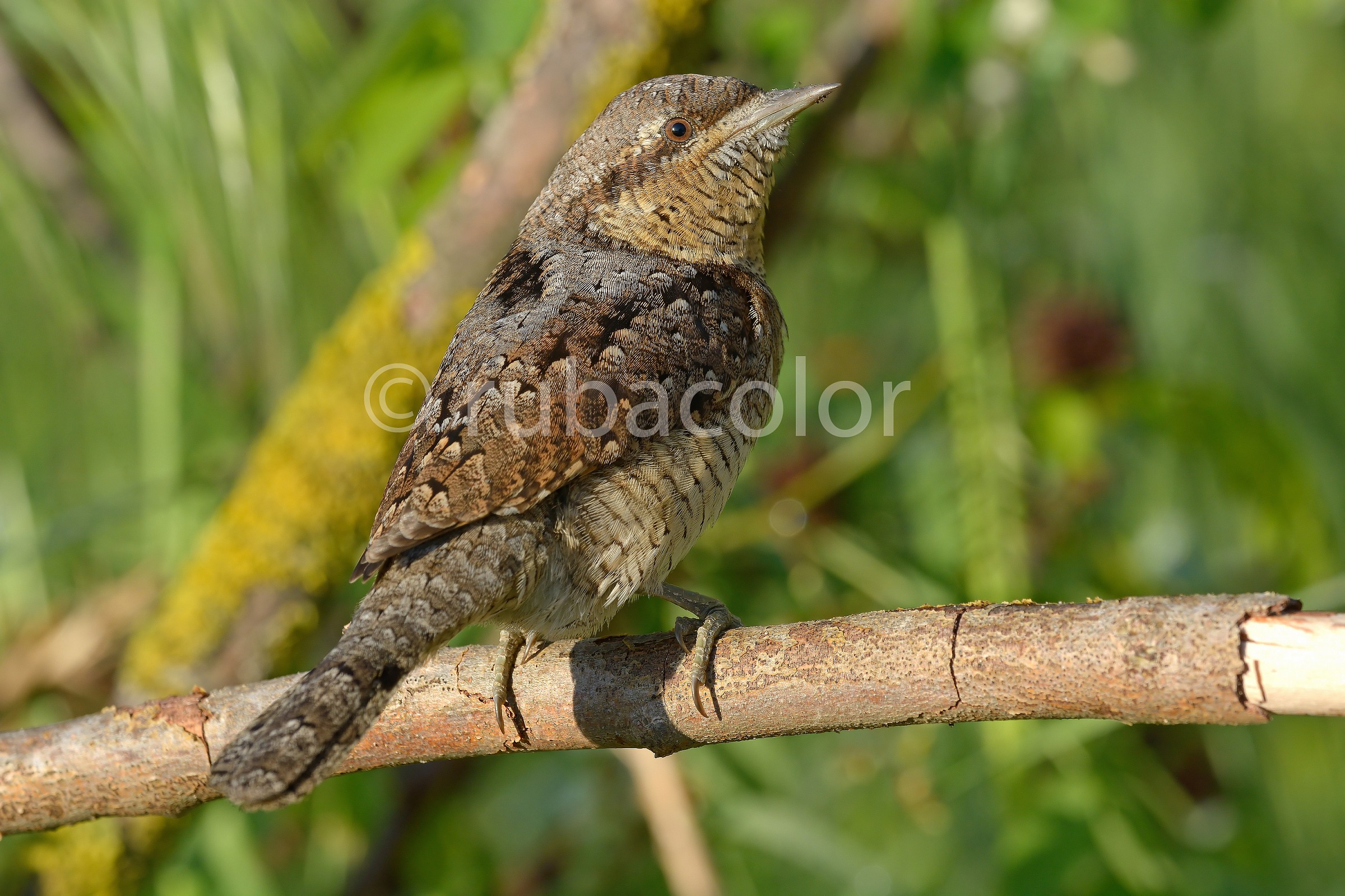 On Easter Sunday, came to see me a stiff neck