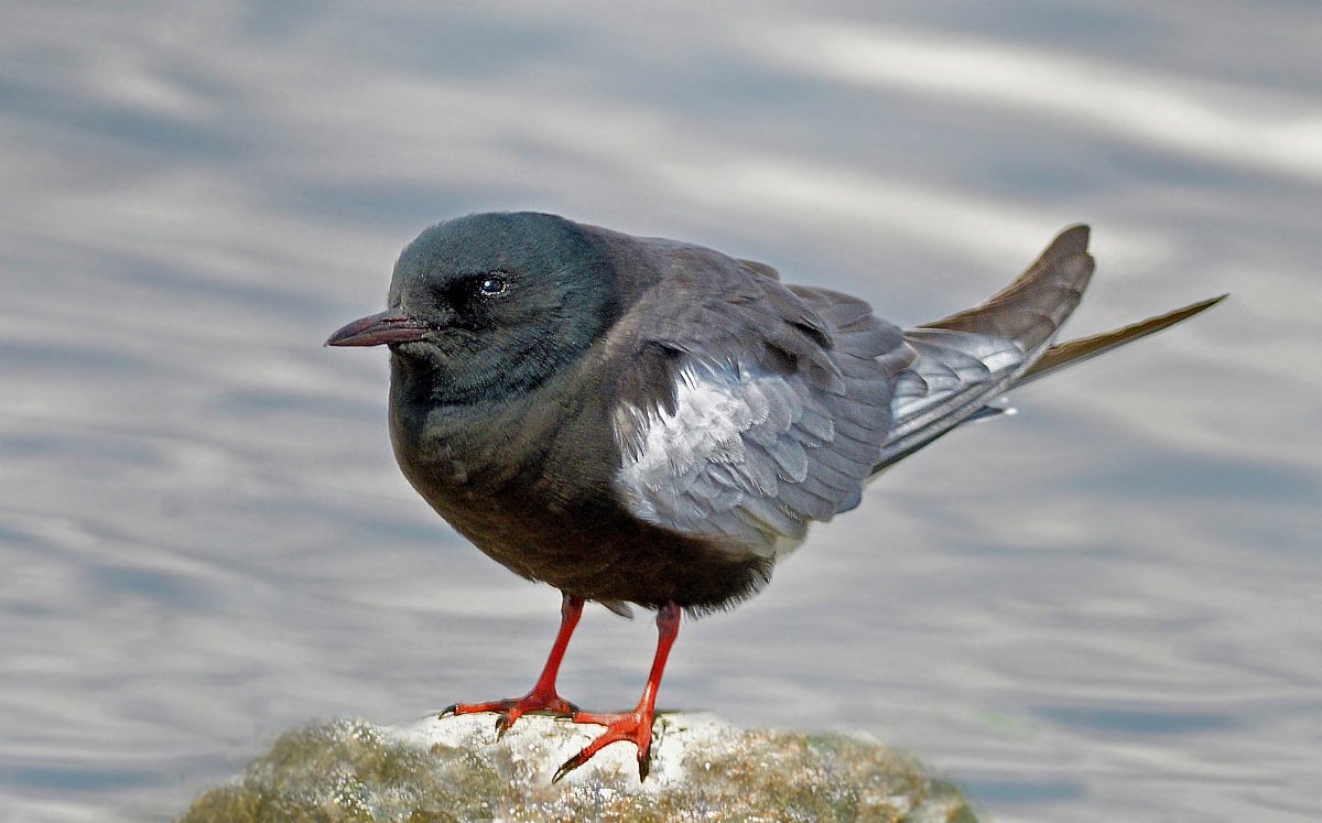 Mignattino alibianche