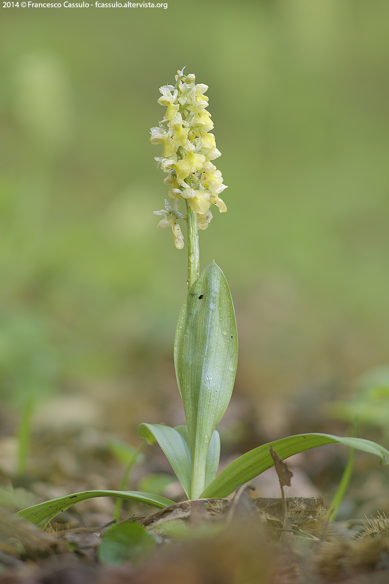 Orchis pallens L., 1771