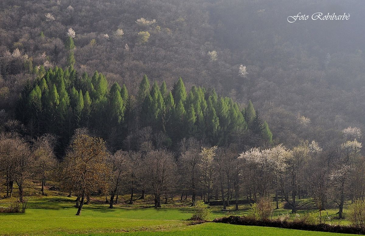 Esplosione...di Primavera...