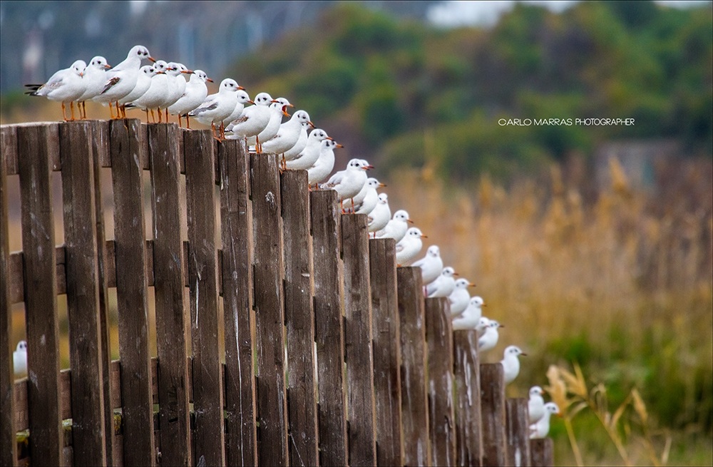 Common Gull (Gull ridibuntus)