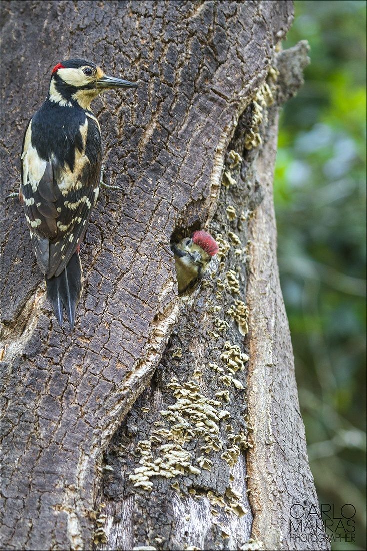 Dendrocopo harterti major (Great Spotted Woodpecker)