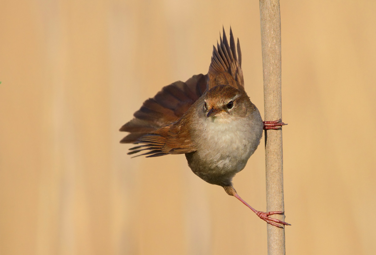 Cetti's Warbler