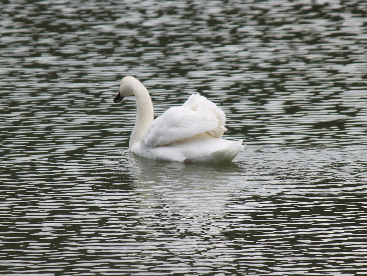 Swan on mountain lake