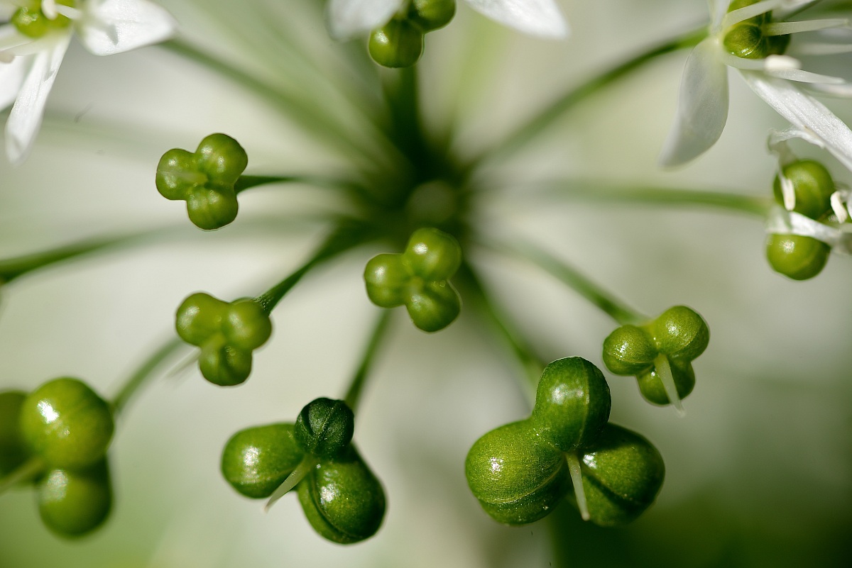 a little bit of garlic ...