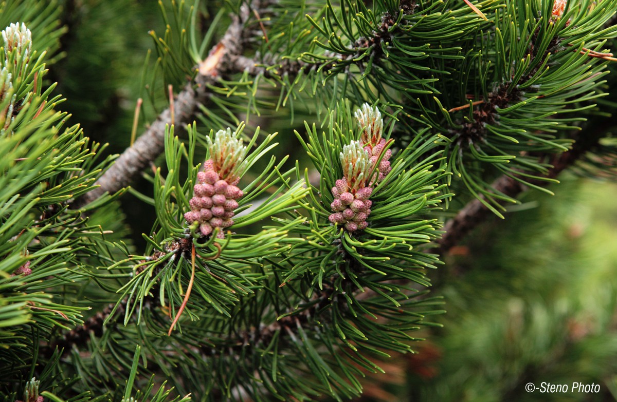 Mountain pine