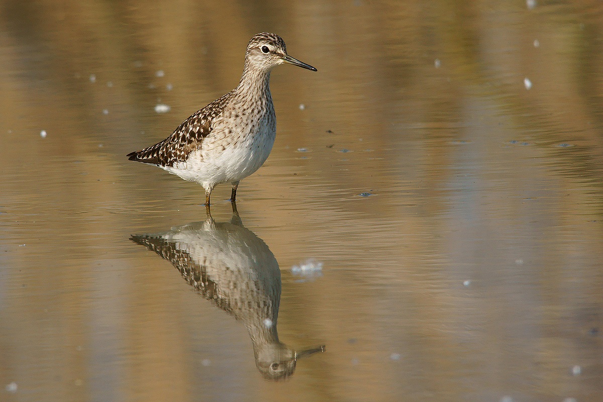 Piro piro boschereccio