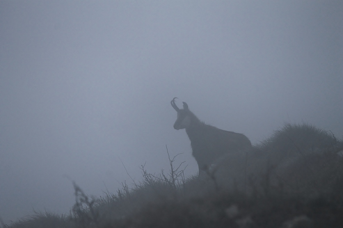 Chamois in the fog