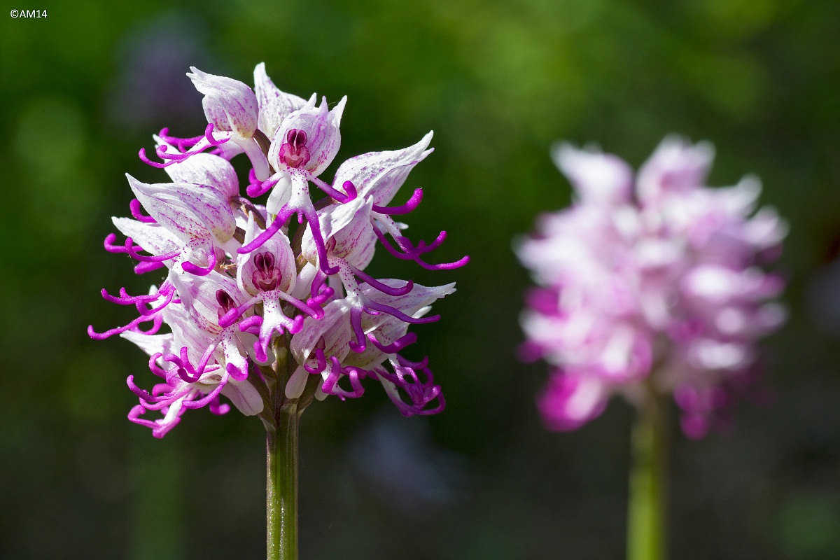 Orchis Simia