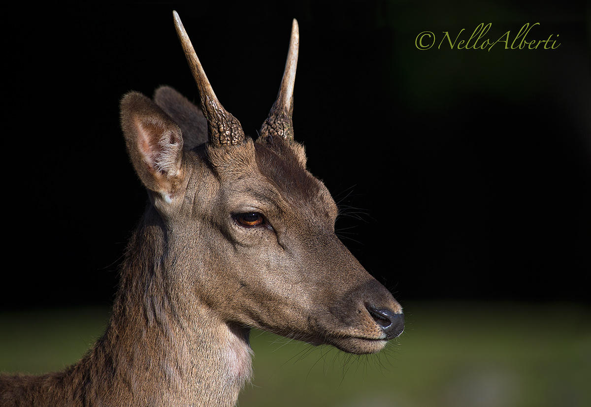 Ritratto di un daino giovane