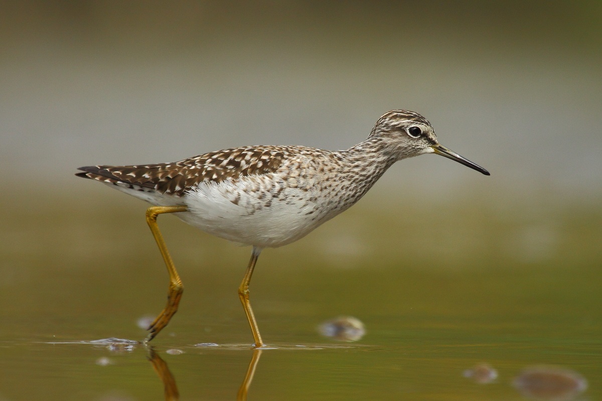 Piropiro boschereccio