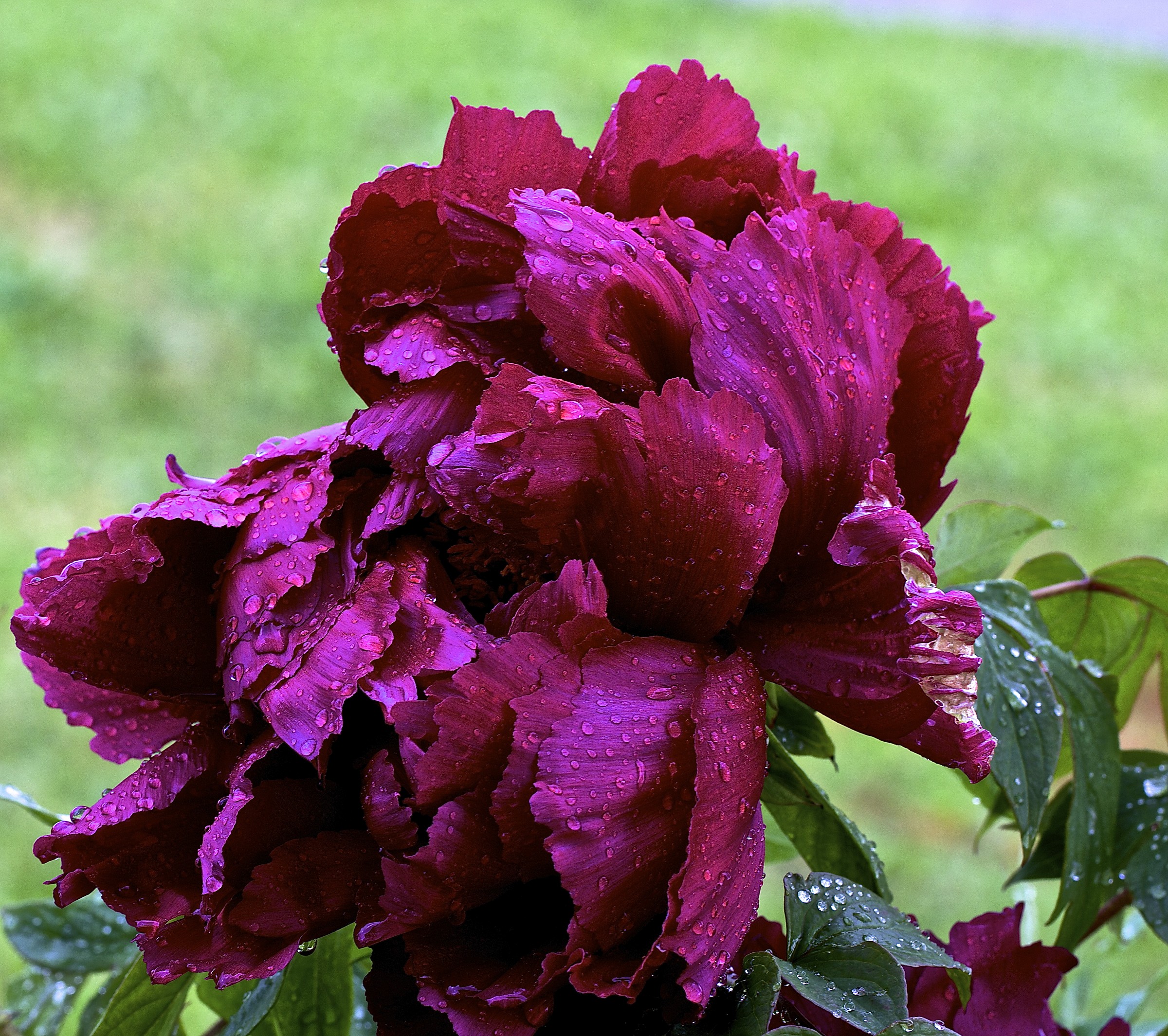 5 shades of burgundy .. ..
