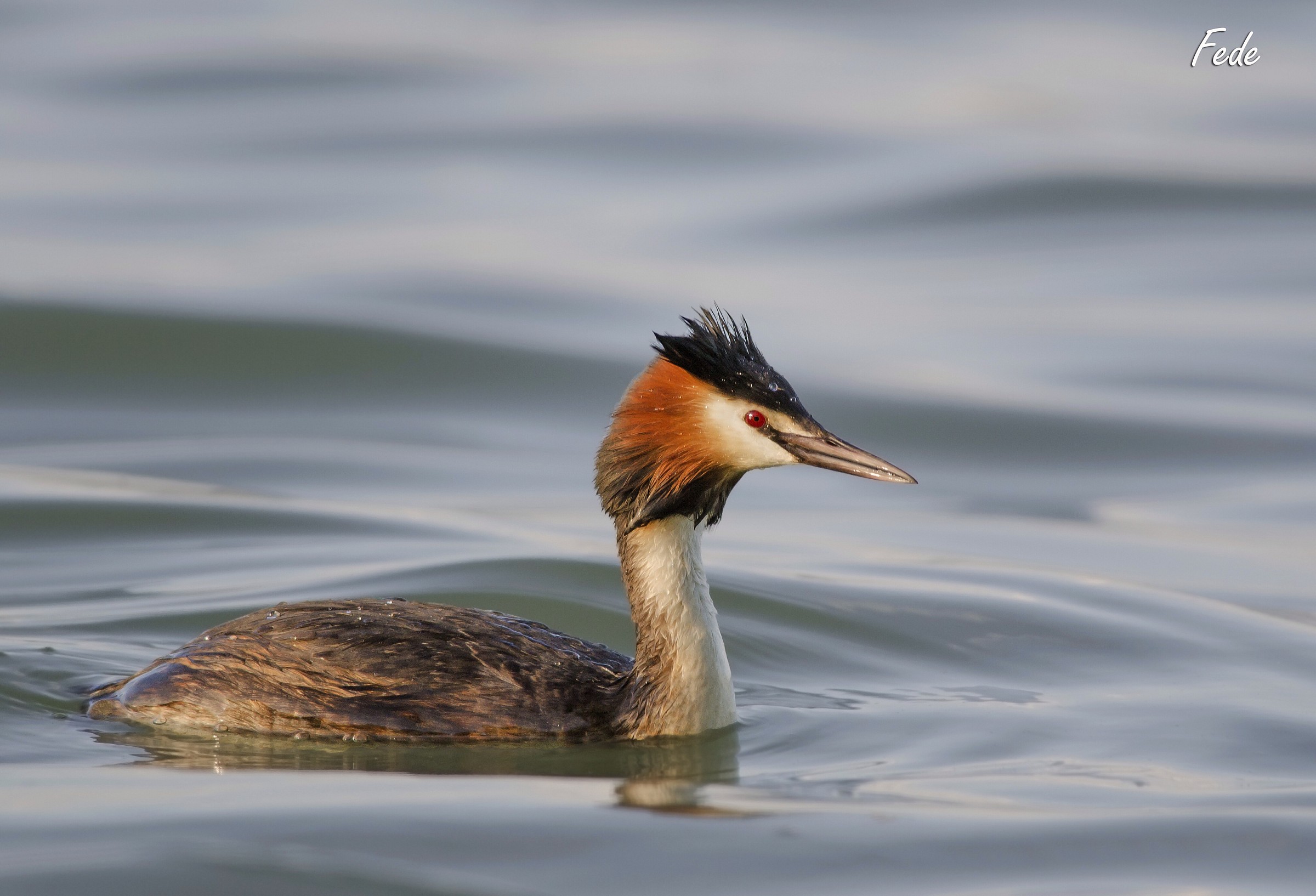 Grebe