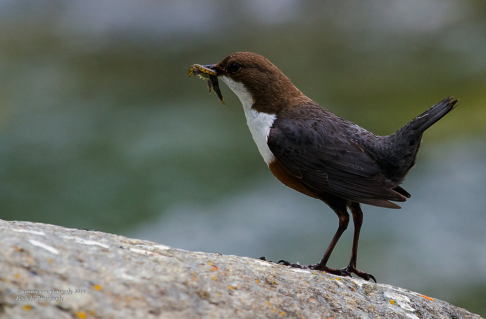 Dipper