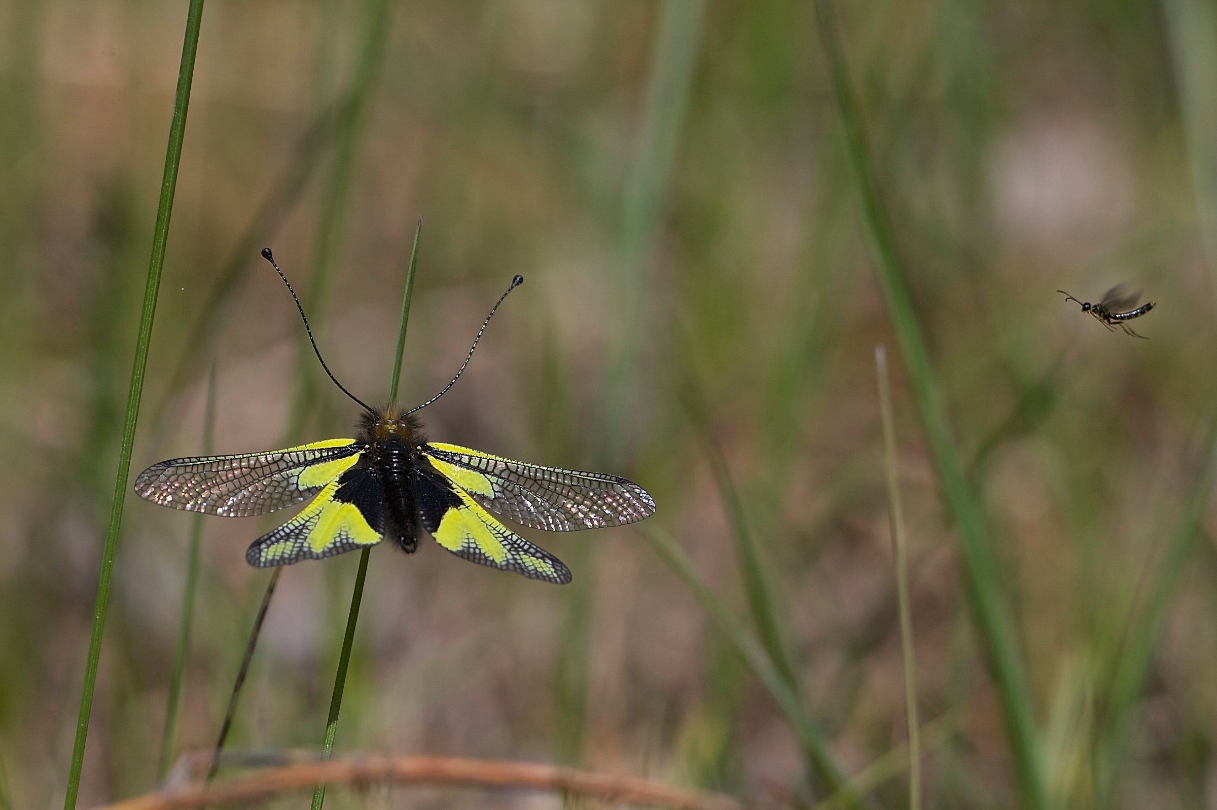 Capuccetto e il lupo