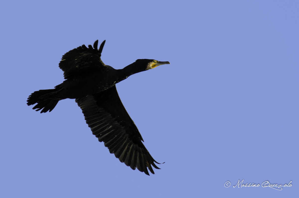 Cormorano