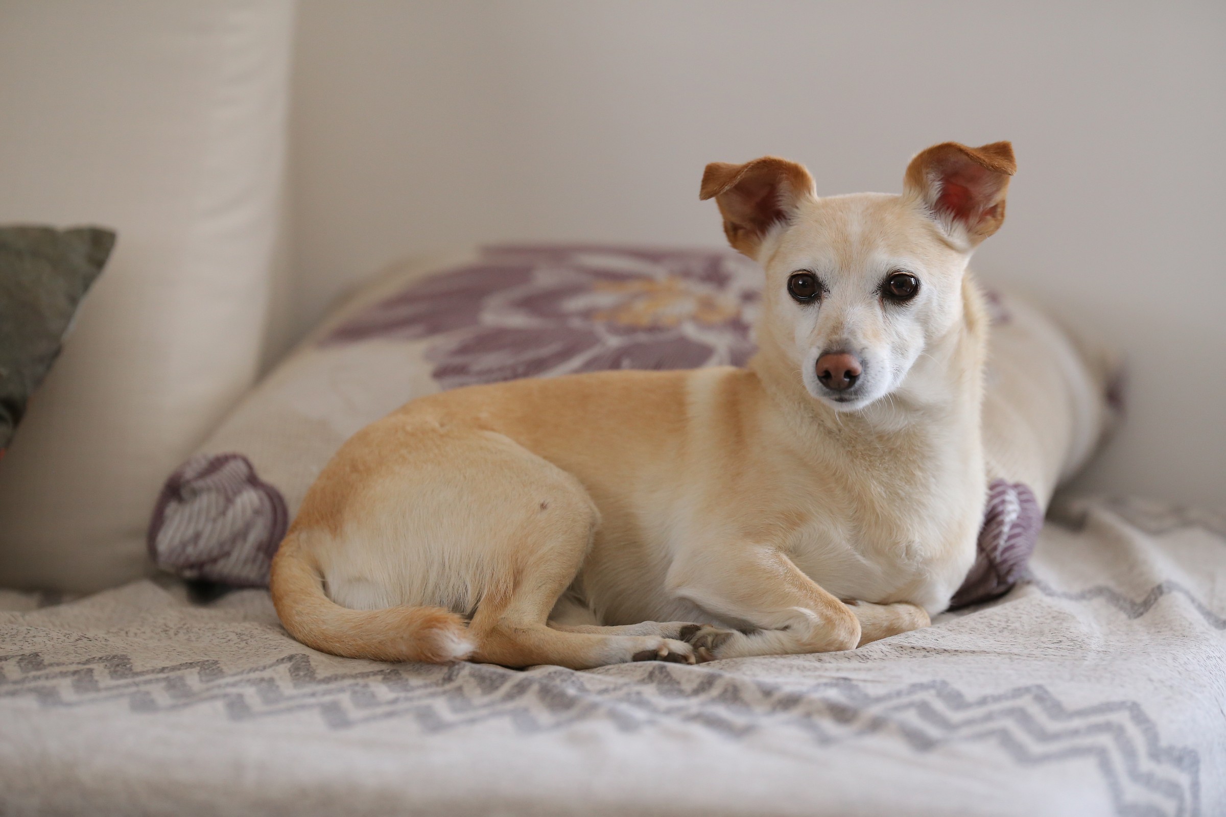 child-the dog of my sister