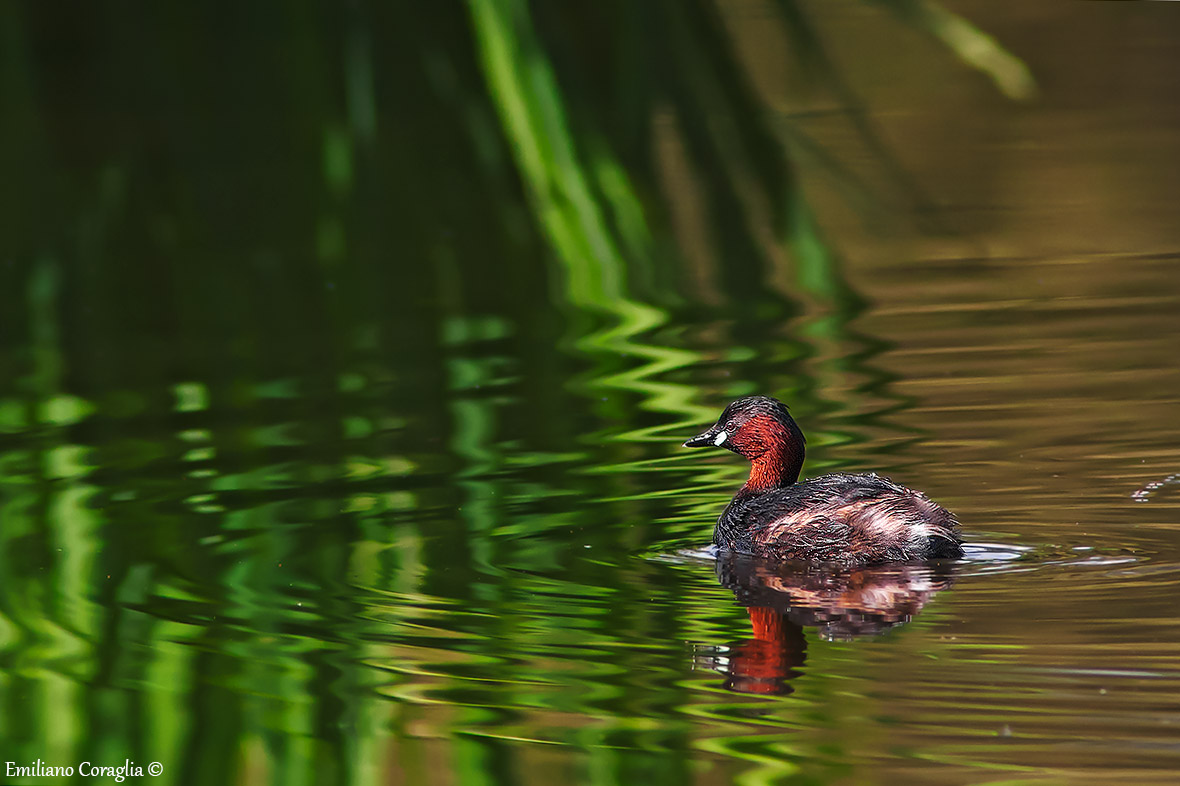Little Grebe