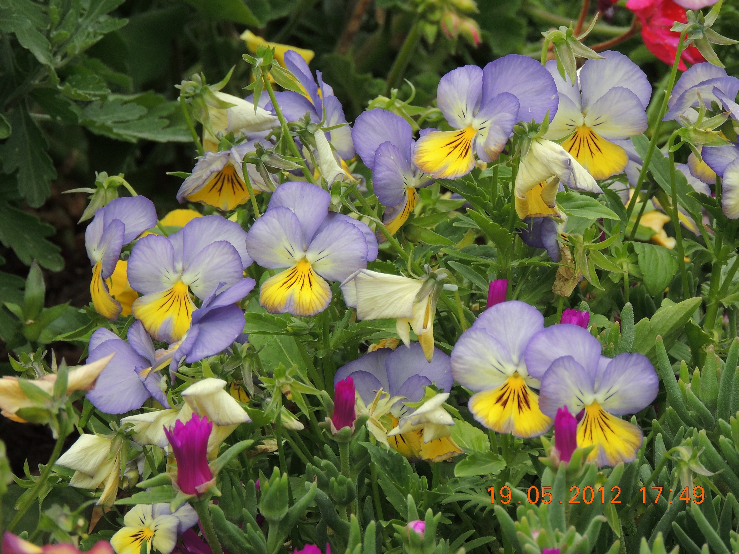 the gardens of May, the day before the earthquake in MO