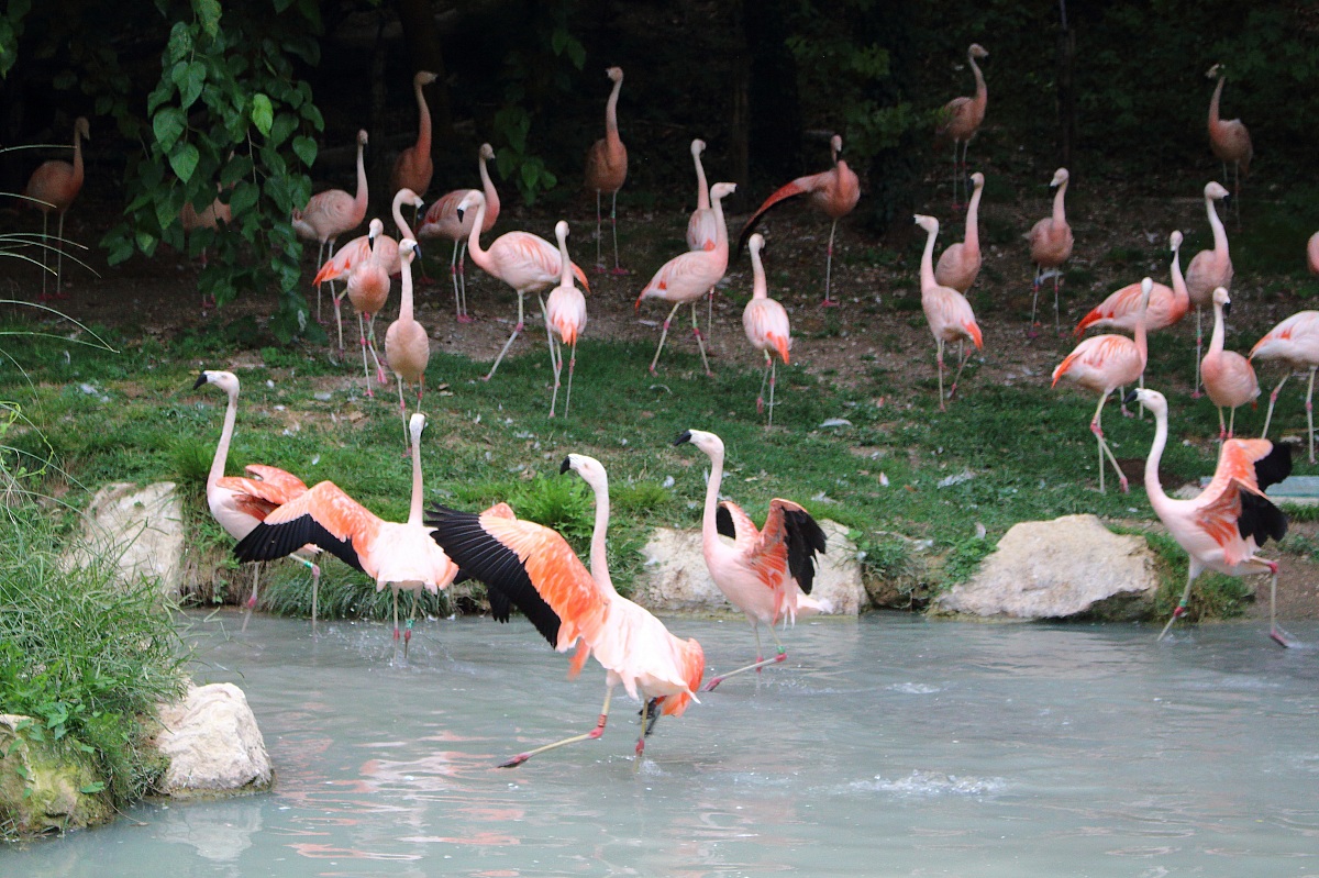 Fenicotteri al passeggio