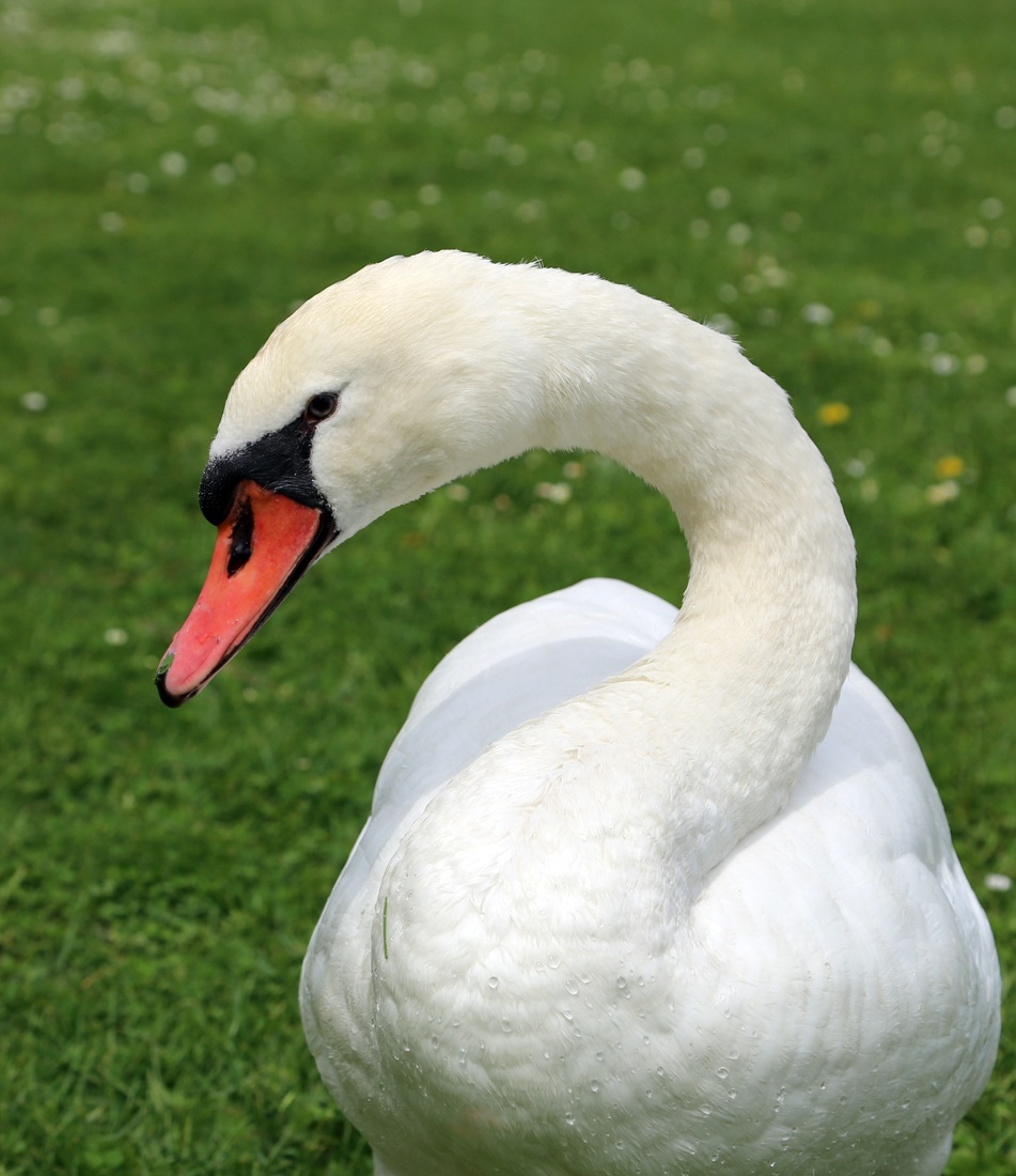 White Swan