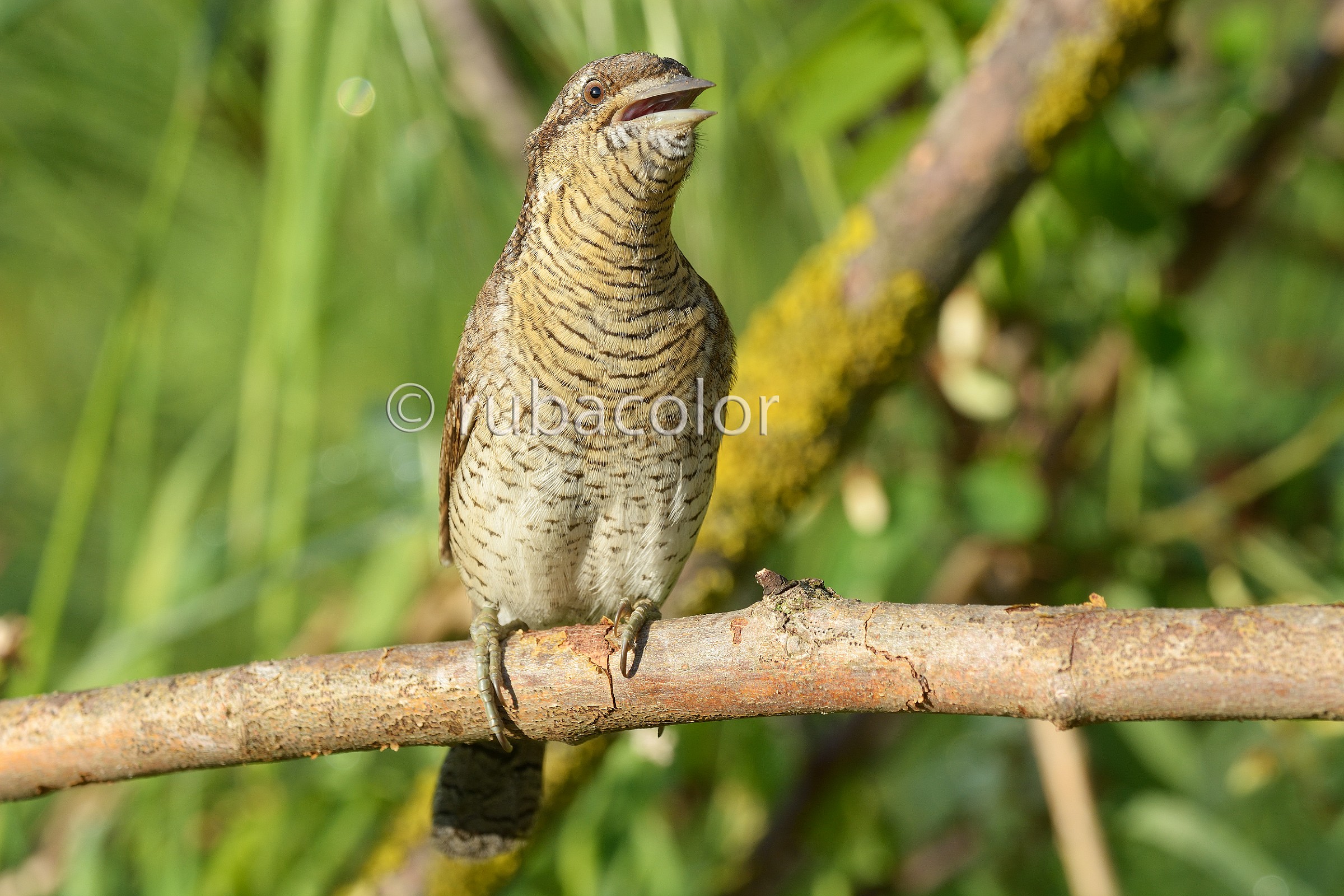 Il canto del torcicollo