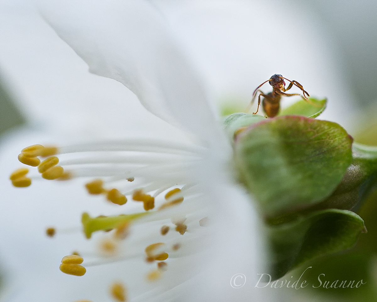 Workers on cherry blossom II
