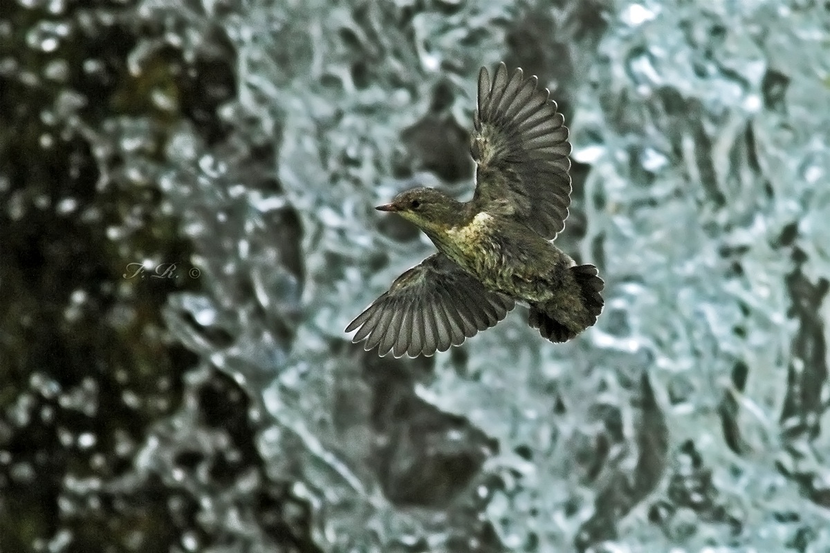 mom mom,,, volooooo!