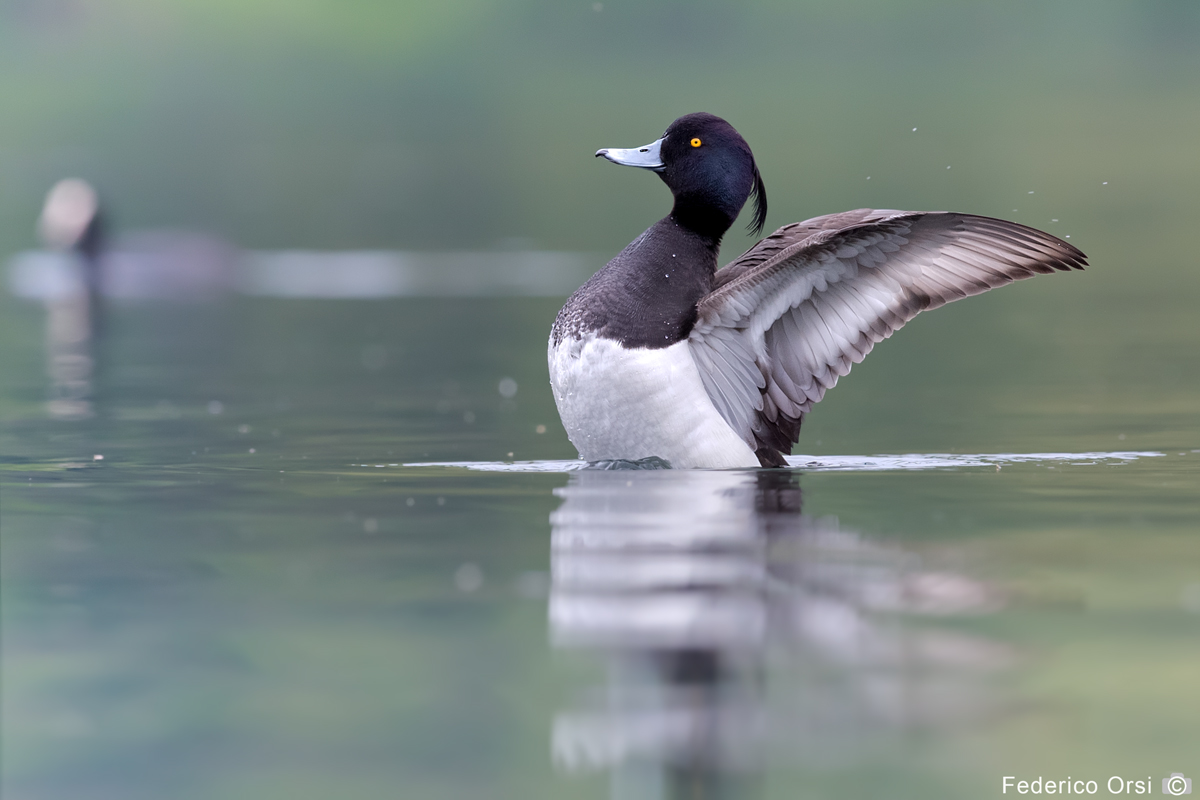 Moretta (Aythya fuligula)