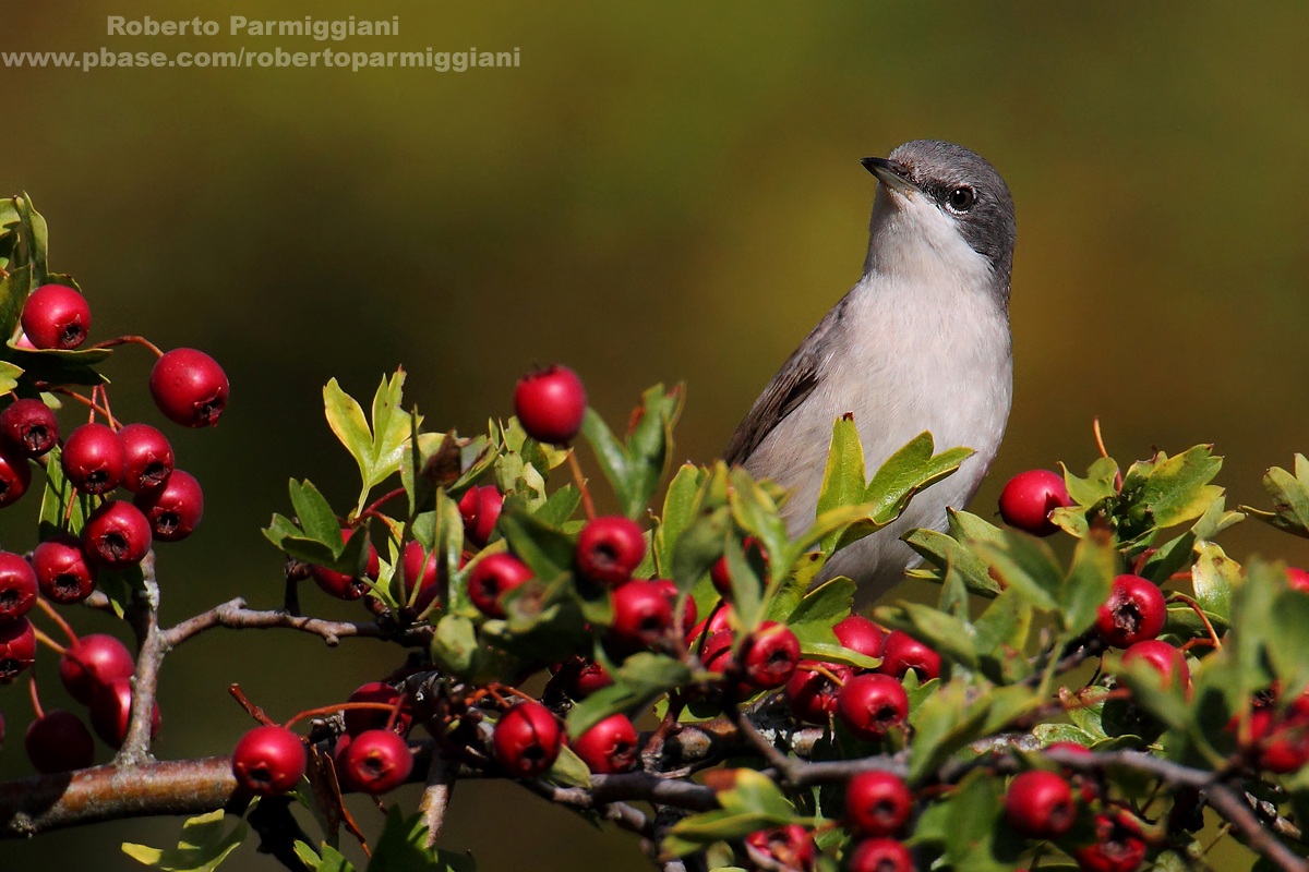 Composition with Whitethroat
