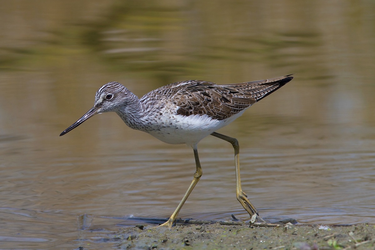 Greenshank